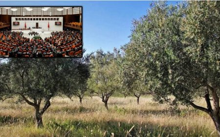 Zeytinlikleri Madene Açan Yasa Meclis’ten Geçti