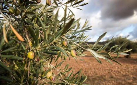 Zeytinliklerde madencilik tartışması büyüyor: Enerji için doğadan vaz mı geçiliyor?
