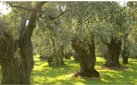 Zeytinliklerde Maden Gerilimi: Taşıma Çözüm mü, Tahribat mı?