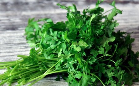 Maydanozun Mutfaktan Sağlığa Uzanan Gücü Yeniden Keşfediliyor