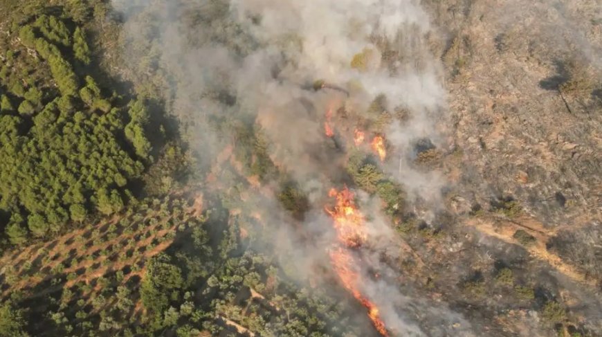 Türk Psikologlar Derneği’nden Orman Yangınları Sonrası Psikolojik Destek Çağrısı