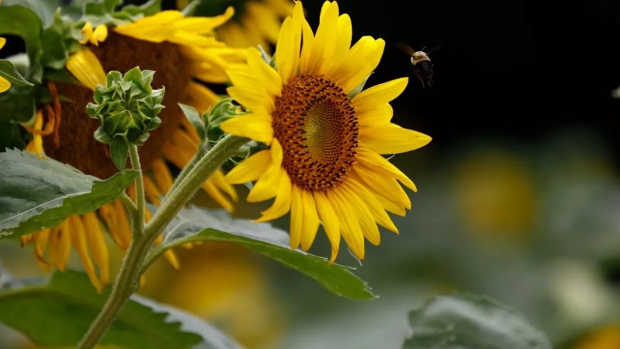 Rüyada Ayçiçeği Görmek Ne Anlama Gelir? Bilge Tabirciden Çarpıcı Yorumlar
