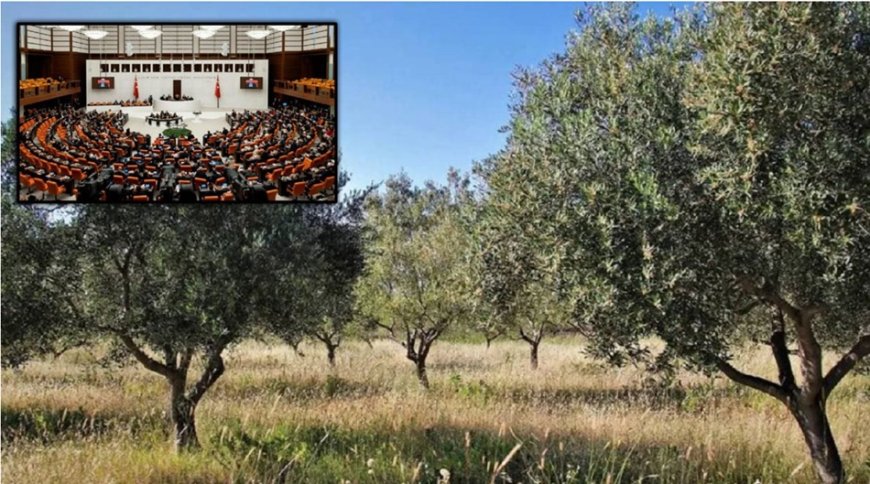 Zeytinlikleri Madene Açan Yasa Meclis’ten Geçti