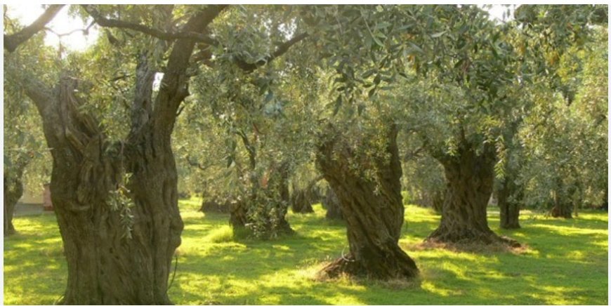 Zeytinliklerde Maden Gerilimi: Taşıma Çözüm mü, Tahribat mı?
