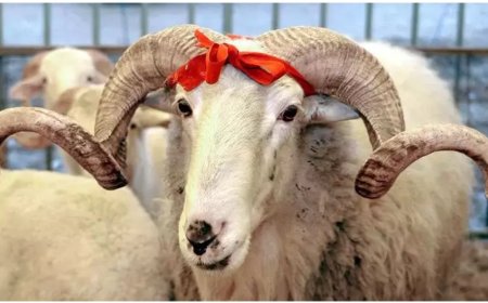 Anadolu’da Tedavisi Bulunmayan Hastalıkların Geleneksel Tedavi Yöntemleri