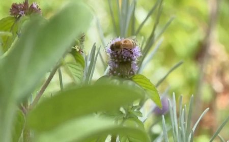 Berlin'in Unutulmuş Bahçesi: 200 Nadir Bitki Şifa Olarak Modern Sofralara Geri Dönüyor