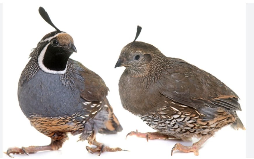 Rüyada Bıldırcın Görmek – İmam Cafer Sadık, İbn-i Sîrîn, Nablusi ve Diyanet Yorumları