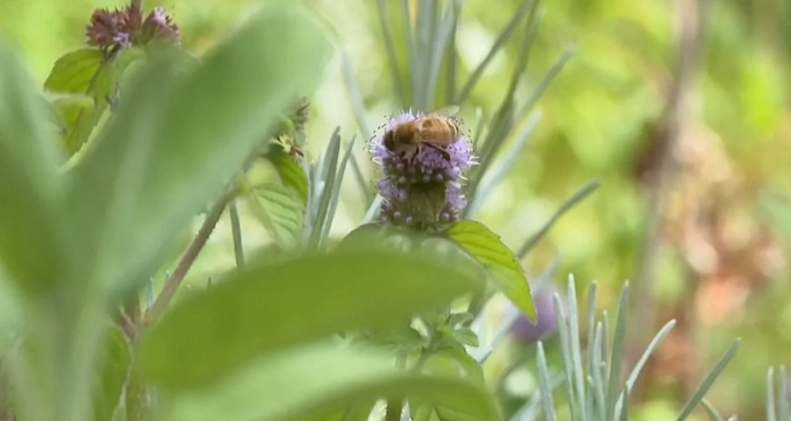Berlin'in Unutulmuş Bahçesi: 200 Nadir Bitki Şifa Olarak Modern Sofralara Geri Dönüyor