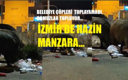 Balçova’da gece nöbeti: Toplanmayan çöpler yaban domuzlarını şehre çekti