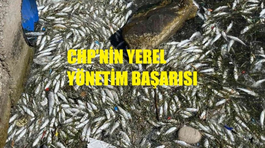 İzmir Körfezi’nde balık ölümleri yeniden gündemde: CHP’li yerel yönetime sert eleştiriler