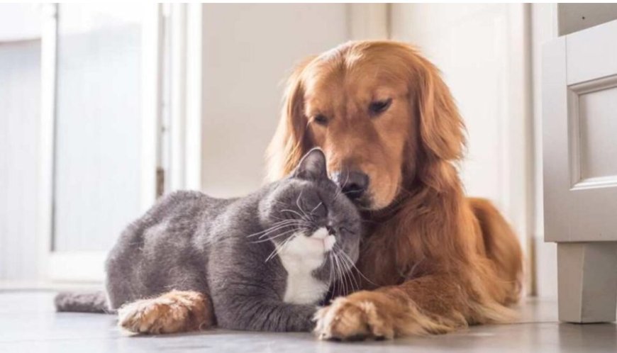 Dünya Hayvanları Koruma Günü yaklaşırken: İnternette kediler, köpekleri 3,5 kat geride bırakıyor