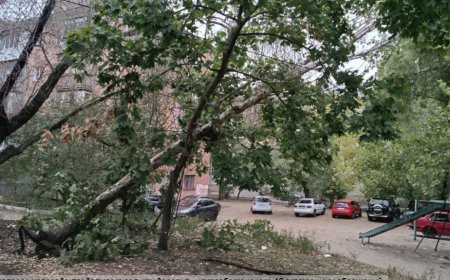 Миколаїв попереджає: через негоду падають дерева, ризик зберігається