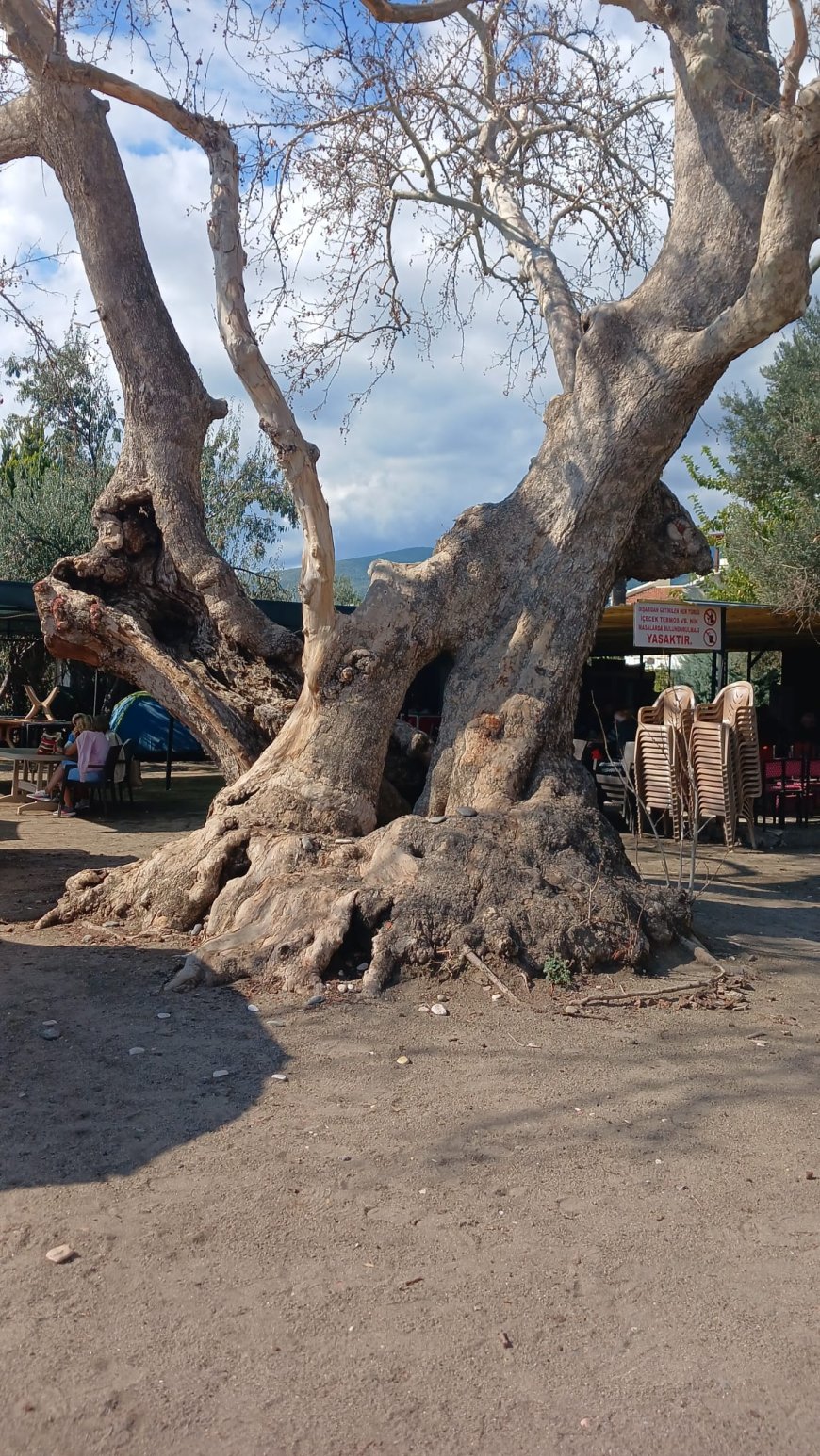 Edremit’te 2 Bin Yıllık Çınar Alarm Veriyor: Kurumasını mı izleyeceğiz, müdahale mi edeceğiz?