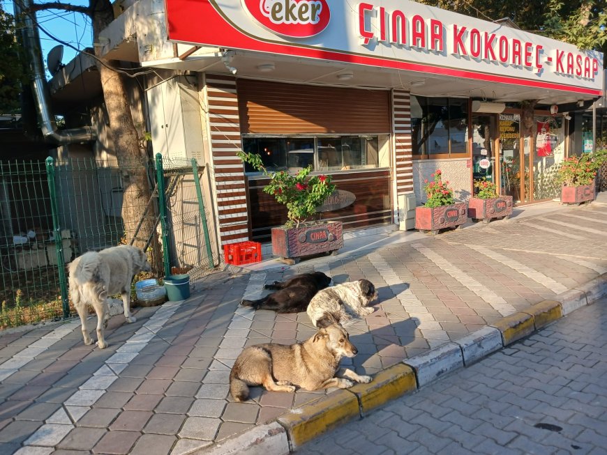 Akçay'da Korku Hâkim: Başıboş Köpekler Çocuklar ve Yaşlılar İçin Tehlike Saçıyor