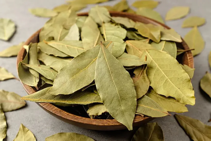 Defne yaprağı faydaları nelerdir? Bağışıklığa ve sindirime etkisi